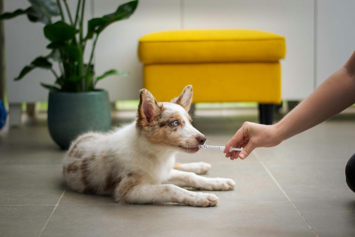 Man sieht einen Hund, der eine Spritze bekommt